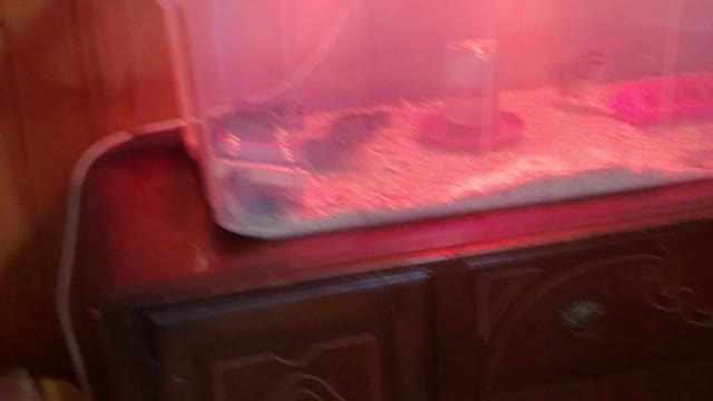 Ep6 Day 5 with 15 baby chickens