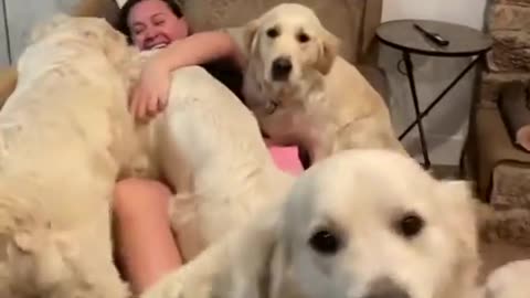 Woman attacked by golden retrievers