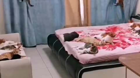Funny cats