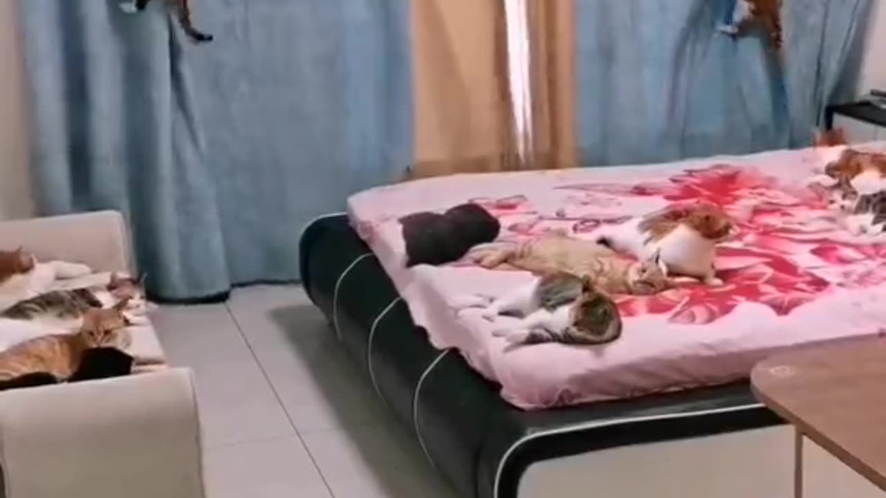 Funny cats