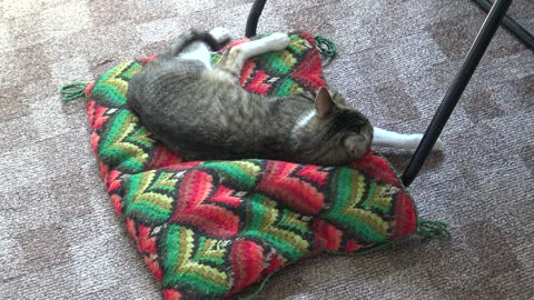 Adorable Kitten Talks to Me and Yawns