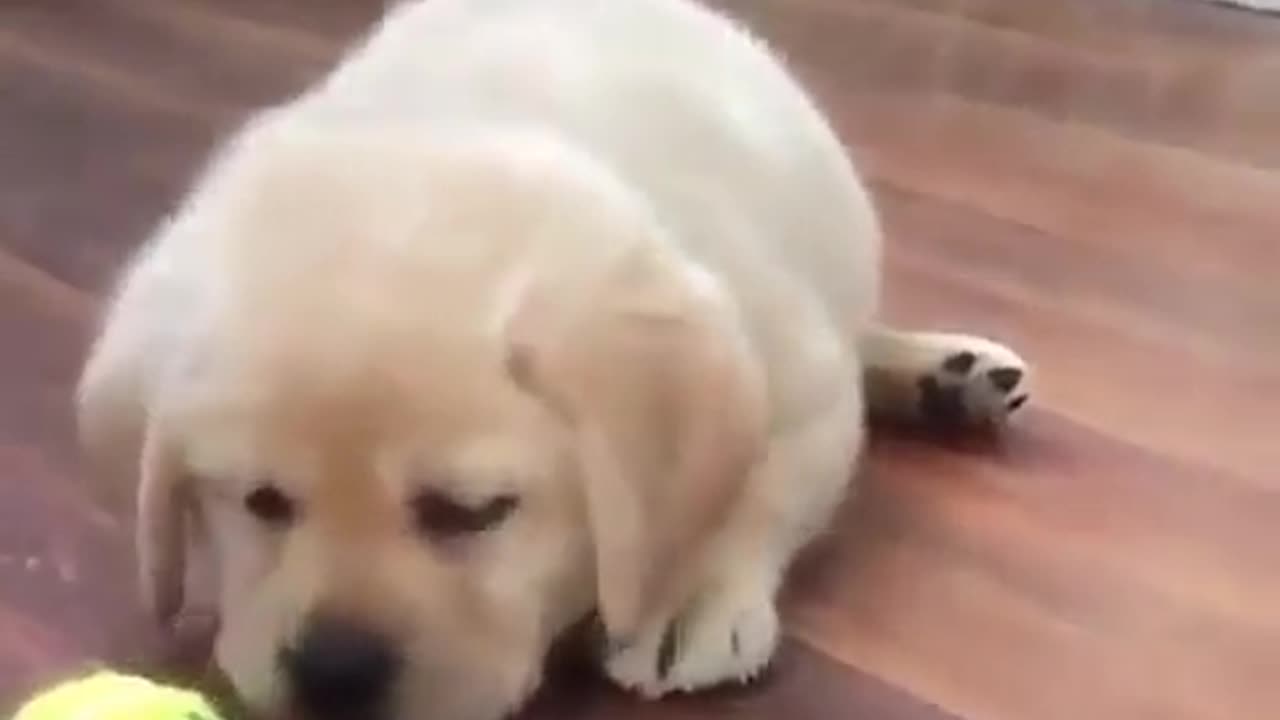 Cute puppy dog in playful mood