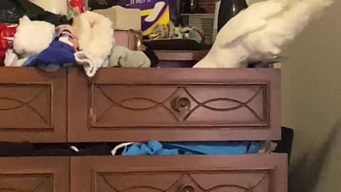 Cockatoo Cleans Out Sock Drawer