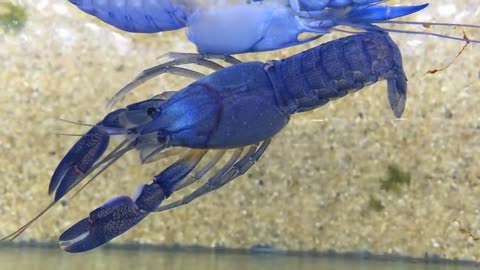 Moulting crayfish