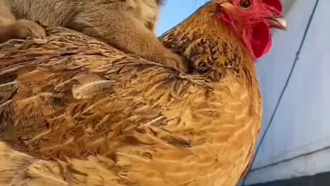 Hen and dog compassion