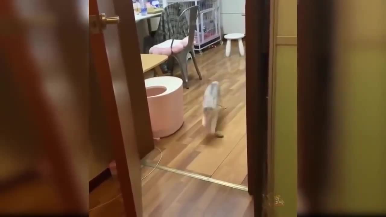 Well trained cat is another level