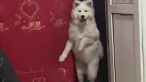 OMG so Cute ❤️ Funny cats and dogs 2021#34❤️😍