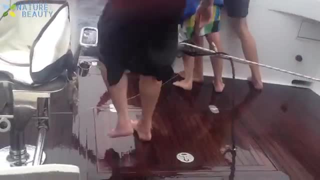 Big Giant fish Catching with camera amazing