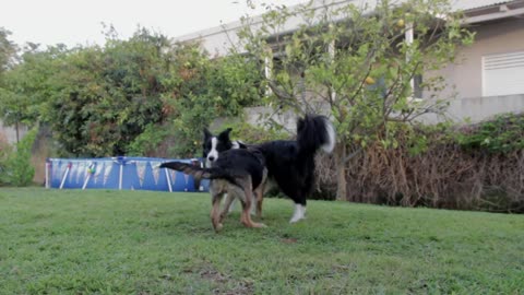 Black and white dogs fighting each other