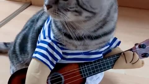 Guitar cat