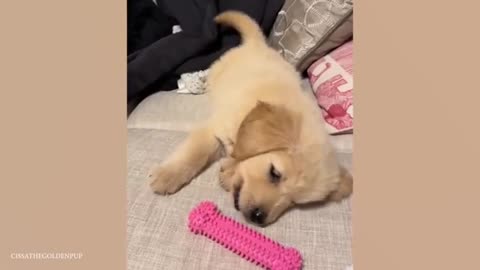 Funniest Golden Retriever PUPPIES will make you LAUGH ALL DAY 😁 Funniest Animal Videos