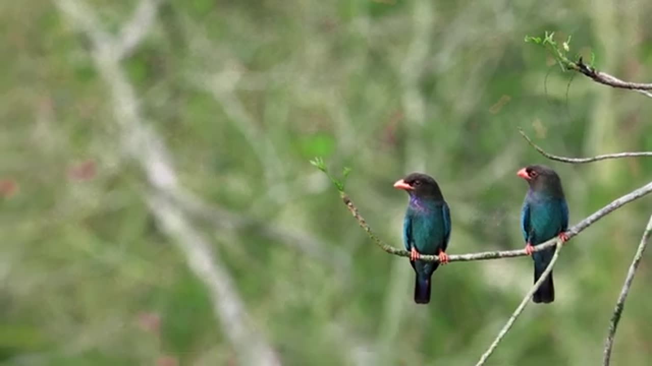 Beautiful Birds Oriental Dollarbird Bird Photography Birds Beauty #bird #video #wildlife