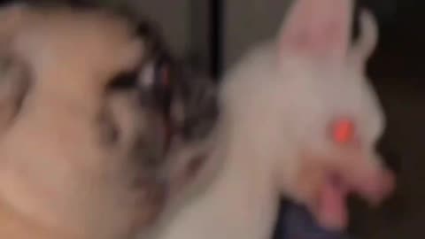 Scary Dog | angry dog | funny dog | video #12