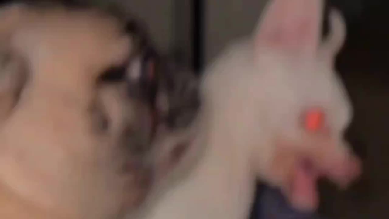 Scary Dog | angry dog | funny dog | video #12