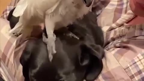 Funny dogs video compilation