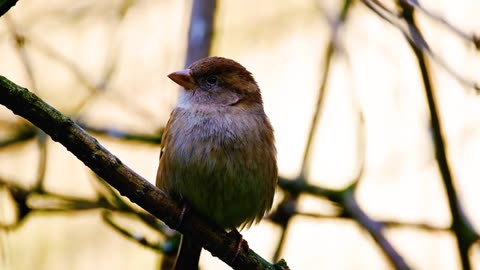 Sparrow