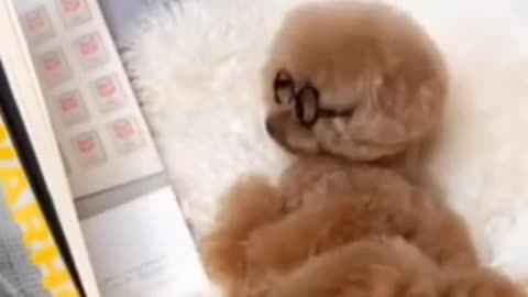 Funny Dog videos | Cute Dogs Funny Videos | Dog Funny moment