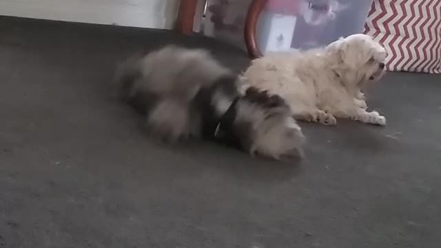 Black fluffy dog keeps rolling back and forth on the floor