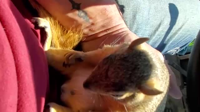 Squirrel Relaxes in Tractor while Munching a Walnut