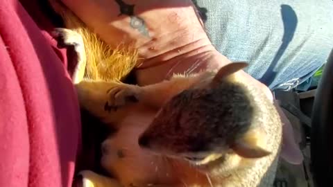 Squirrel Relaxes in Tractor while Munching a Walnut