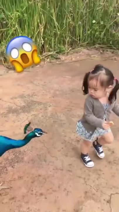 Peacock flying and peacock sound