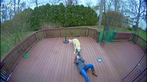 Dog Mistakes Furry Hood For a Toy & Drags Owner Around The Backyard