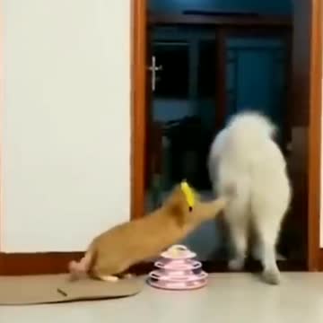 Doggo Got Scared By Cat | Funny Pets | Pets At Home