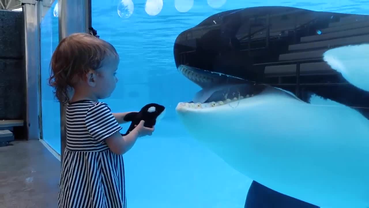 Little Girl meet Orca :-)