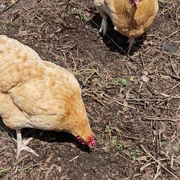 OMC! Following Red Number Two with co-stars including Brownie!