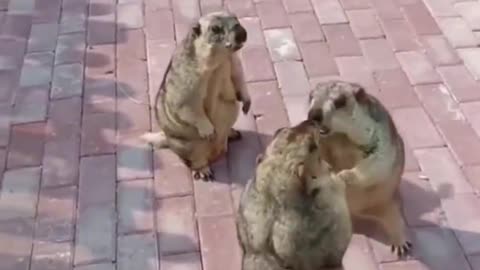 #动物搞笑视频 拯救你的不开心😁