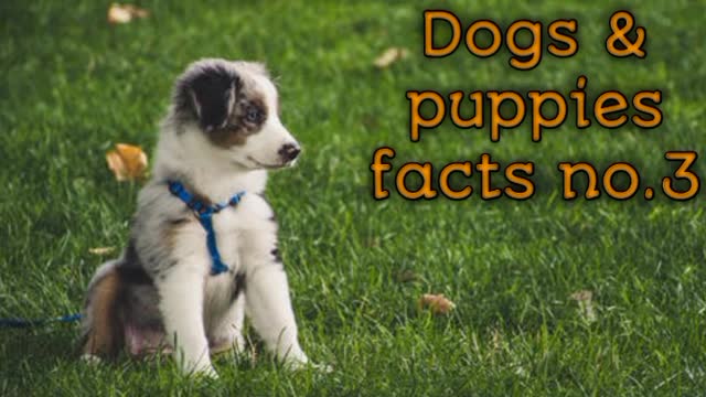 Dog & puppies facts