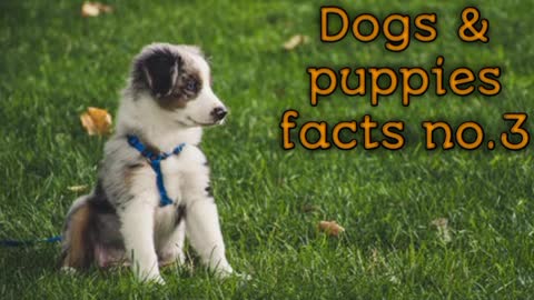 Dog & puppies facts