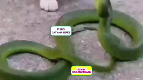 Funny Cat and Snake