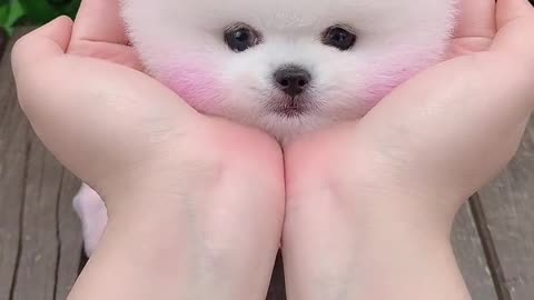 little lovely dog