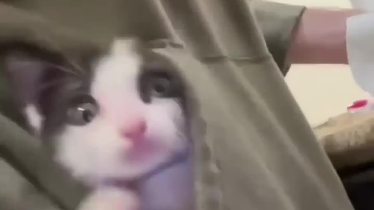 Laugh Out Loud with Funny Cat Video 😂😂😂