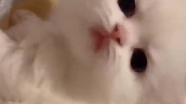 Cute Cat | Cute Pets Funny Animals Compilation 2021