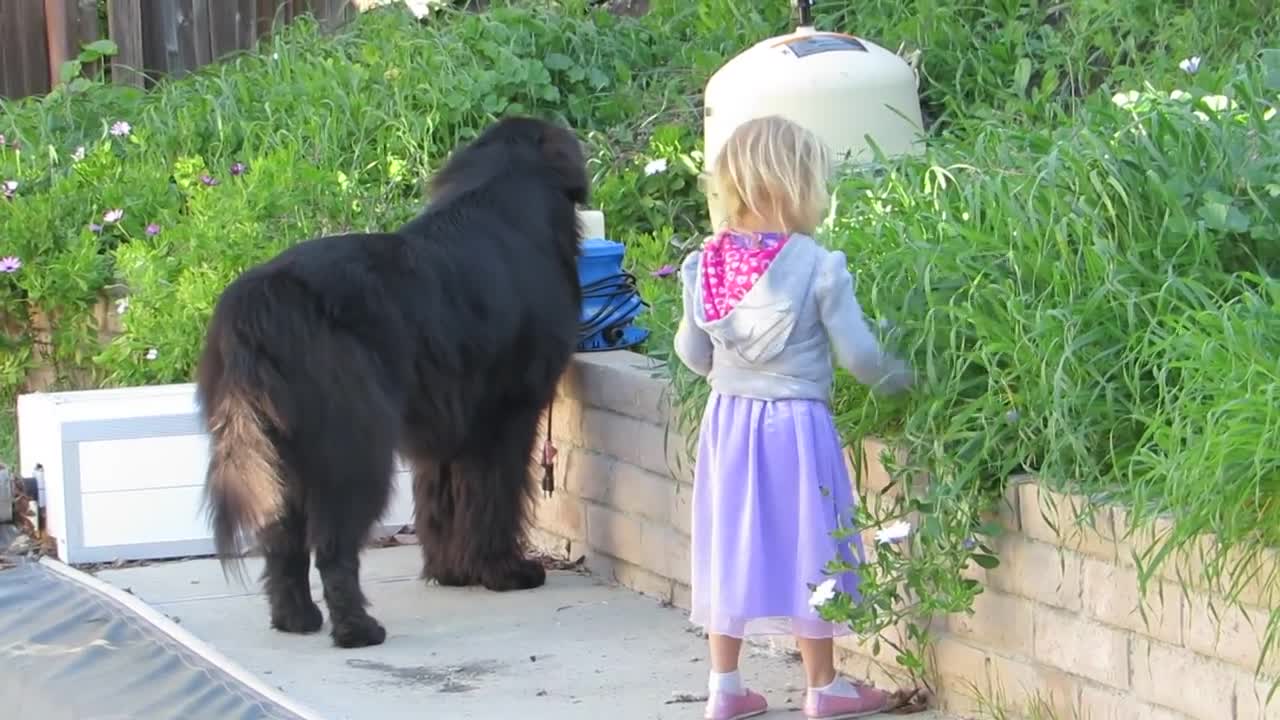 Dog protacts chalid near pool arya