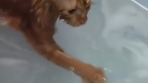 Cat doing😺cat things😺 and cute cat😺