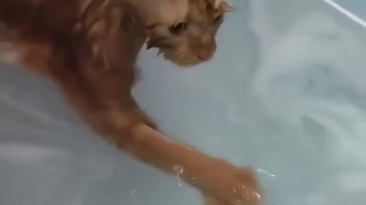 Cat doing😺cat things😺 and cute cat😺