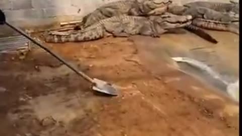 Working with crocodiles is a job for the mighty