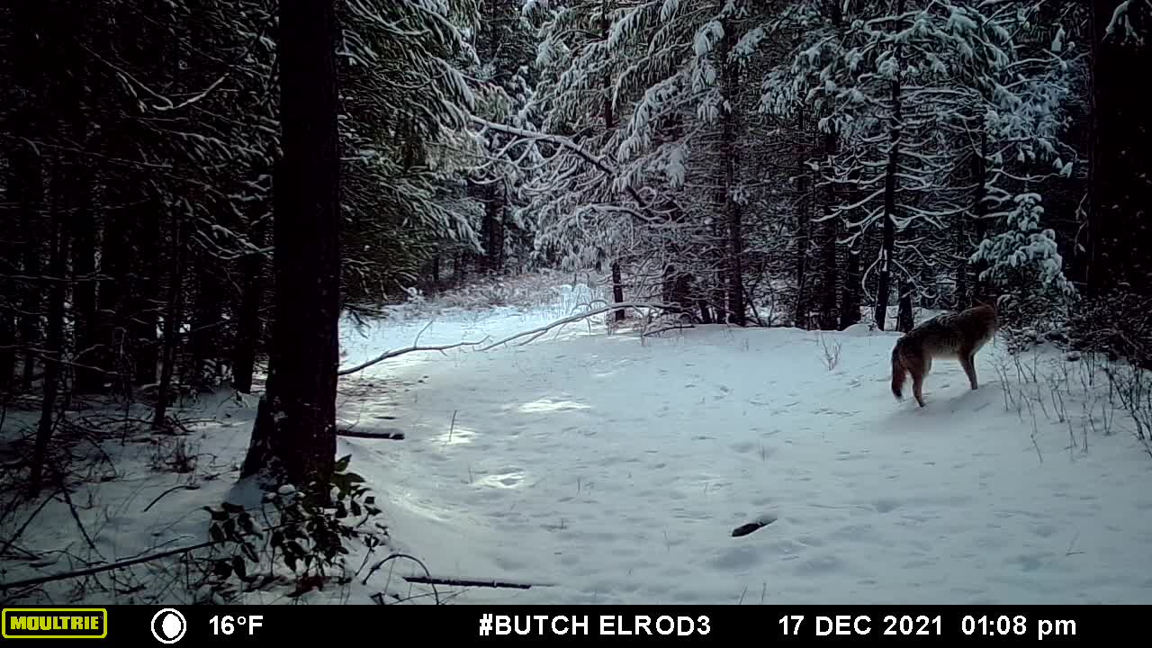 Coyote in the snow.