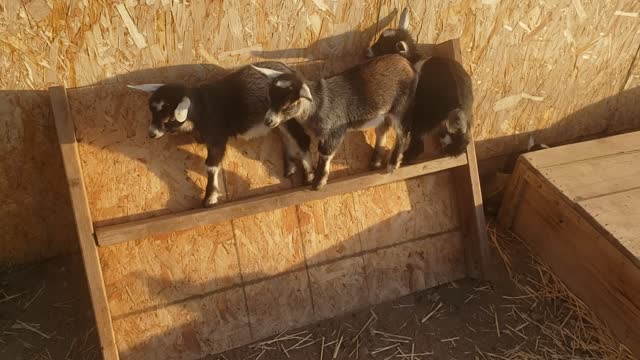 Aren't they precious