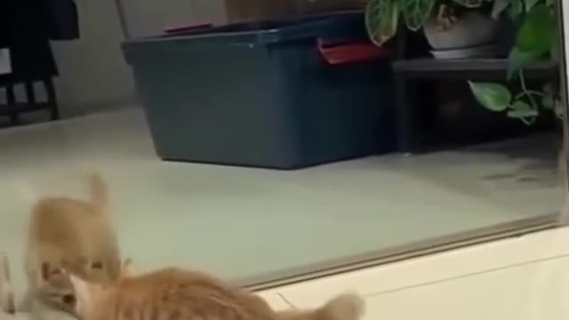 Cat Vs mirror fun 🤣 try to control laugh 😂😂