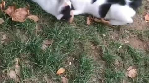 Real cat fight | so funny cats