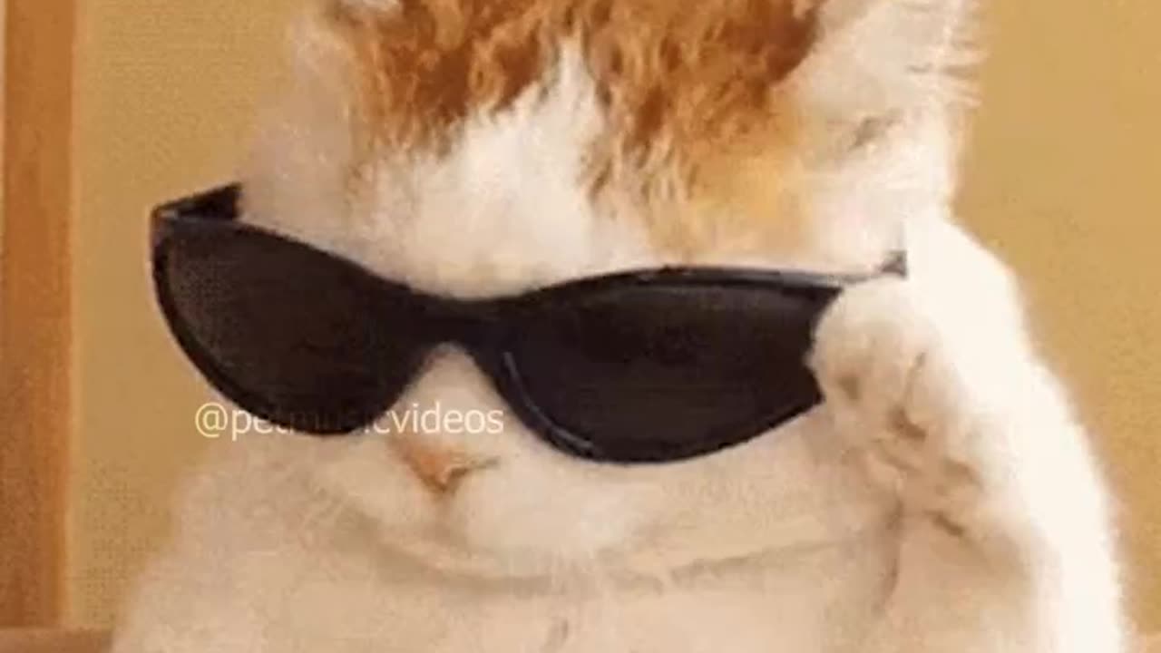 Funny cat song