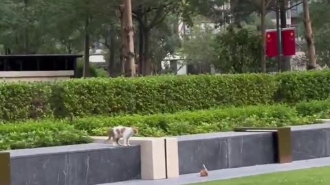 Mother cat teaching her baby how to jump 🥰😍