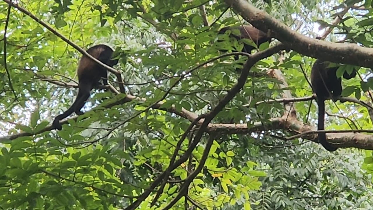 Howler monkeys