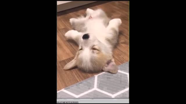 cat playing on the floor- Baby Cats - Cute and Funny Cat Videos