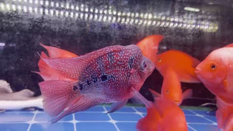 This time I saw an identical little goldfish