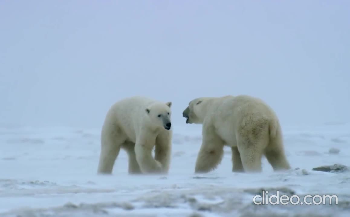 "Male Polar Bear Fight Club"